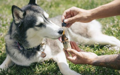 Vital Details about How CBD Can Help Your Pets