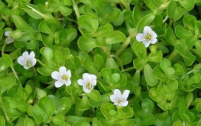 Everything you need to know about Bacopa monnieri dosage