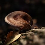 Mushroom, food, wild — HHA Certificate Online Offers Affordable Training for High-Demand Caregiving Roles