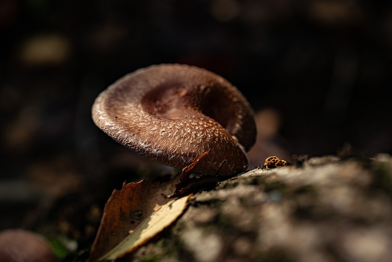 Mushroom, food, wild — HHA Certificate Online Offers Affordable Training for High-Demand Caregiving Roles